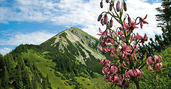 DAV Umweltschutz | © Touristik-Information Schleching Alpine Pflanzenwelt | © Touristik-Information Schleching