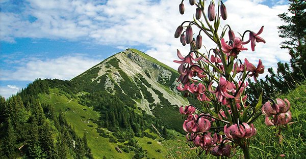 Alpine Pflanzenwelt | © Touristik-Information Schleching