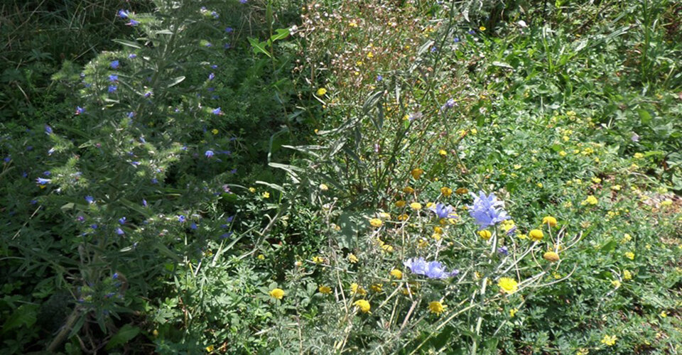 Blumenwiese | © DAV Neu-Ulm Blumenwiese | © DAV Neu-Ulm